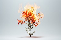 Realistic flower on fire plant fragility freshness.