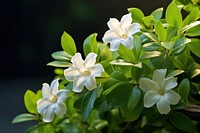 Jasmine plant outdoors blossom.