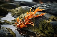 Seaweed plant leaf rock.