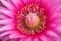 Pink cactus flower backgrounds blossom pollen.