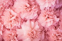 Pink carnation backgrounds flower petal.