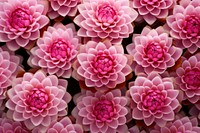 Pink flower pattern petal plant.