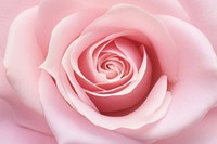 Pink rose backgrounds flower petal.