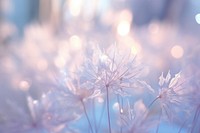 Snow Winter bokeh flower backgrounds outdoors.