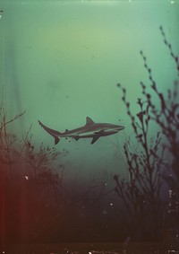 A polaroid photo of shark outdoors nature animal.