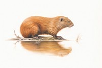 Beaver rat wildlife animal.
