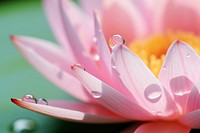 Water droplet on Lotus blossom flower nature.