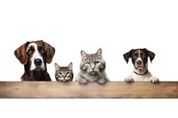 Four cats and a dog look over panoramic portrait mammal.