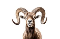 Horn animal livestock mammal sheep.