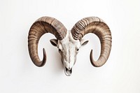 Ram horns animal mammal white background.