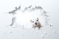 Torn strip of hamster paper rat animal mammal.