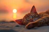 Sunset sleeping outdoors animal.