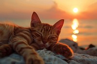 Sunset sleeping outdoors animal.