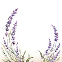 Lavender border flower plant white background.