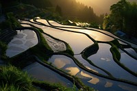 Rice terrace landscape outdoors nature.