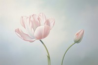 Painting of tulip outdoors blossom flower.