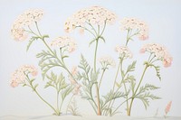 Painting of achillea drawing flower sketch.