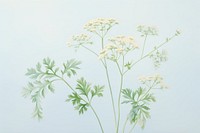 Painting of chervil flower plant herbs.