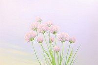 Painting of chives flower plant inflorescence.