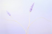 Painting of super close-up lavender flower purple plant.