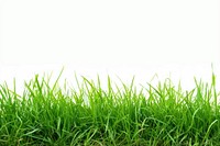 Grass backgrounds plant green.
