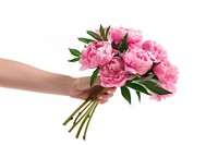 Hand holding a bouquet of peony flower plant rose.