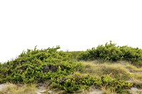 PNG Plateau vegetation landscape nature.