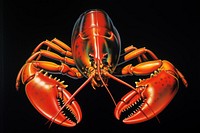 Lobster seafood animal black background.