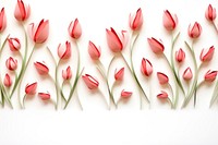 Tulip border flower tulip backgrounds.
