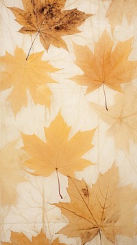 Real pressed maple leaves backgrounds textured plant.