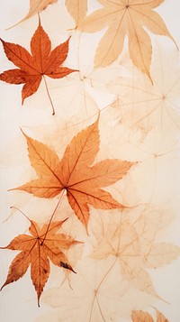 Real pressed maple leaves backgrounds plant paper.
