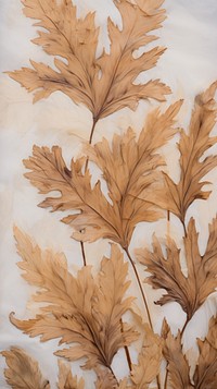Real pressed Acanthus leaves backgrounds plant leaf.