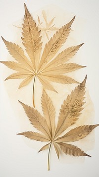 Real pressed cannabis leaves plant leaf tree.