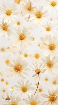 Real pressed Chamomile flowers backgrounds nature petal.