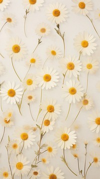 Real pressed Chamomile flowers backgrounds wallpaper daisy.