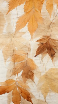 Real pressed chestnut leaves backgrounds textured plant.