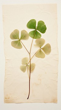 Real pressed clover leaf plant paper calligraphy.