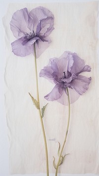 Real pressed eustoma flower plant paper.