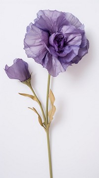 Real pressed eustoma flower lavender blossom.