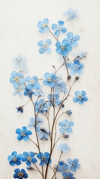 Real pressed forget me not flowers pattern plant petal.