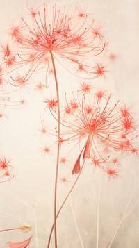 Real pressed red spider lily flowers dandelion plant fragility.