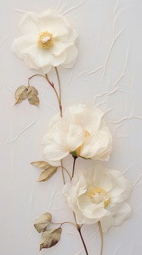 Real pressed white rose flowers petal plant art.