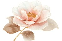 Camellia blossom flower petal.