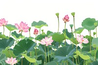Lotus field outdoors nature flower.