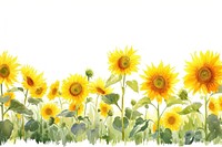 Sunflower field backgrounds plant inflorescence.