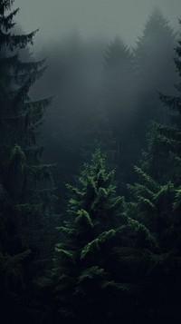 Dark aesthetic forest wallpaper outdoors woodland nature.