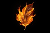 Photo fire in leaf shape burning flame fragility.