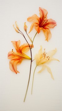 Pressed daylilies wallpaper flower plant lily.