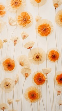 Pressed strawflowers wallpaper backgrounds petal plant.