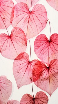 Pressed caladium leaves wallpaper backgrounds flower petal.